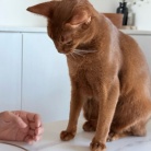 猫たち、Tちゃんをすっかり家族と思ってるような…