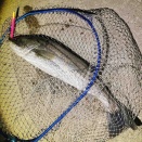 港湾バチ抜け 釣果を上げるコツとか。