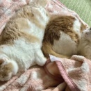 多頭飼いでも平穏な猫関係が保たれている理由