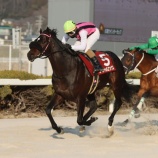 『【遠征結果】⑤スペシャルエックス(牡5=田中淳司厩舎)が重賞5勝目! 第9回兵庫ウインターC』の画像