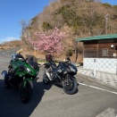 再度の河津桜を狙って西伊豆へ
