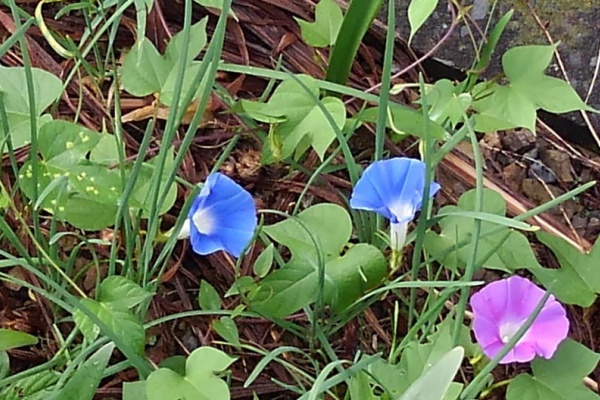 民芸家具 輸入住宅建材 山あり 谷あり 努力あり 朝顔