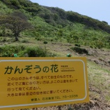 『【高千・外海府】石名のカンゾウ』の画像