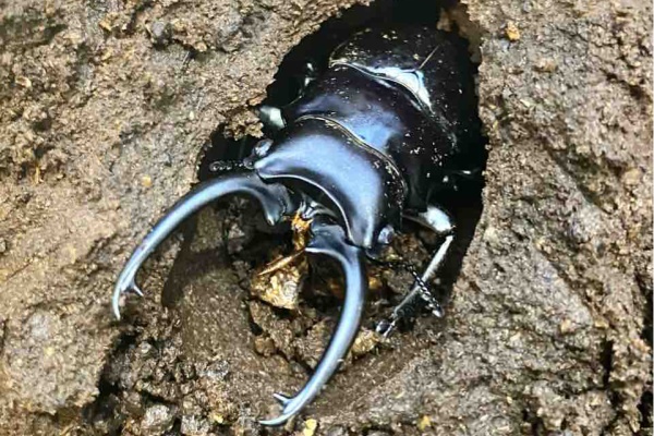 Very big Odontolabis latipennis 68mm K <1110z昆虫標本