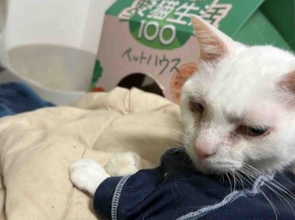 薬を嫌がるネコチャンズ　20251224