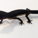 爬虫類倶楽部ファームブログ