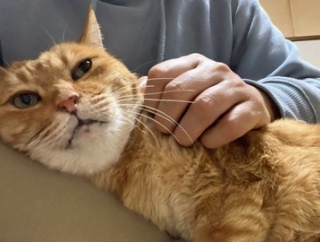 猫の幸せとはなんだろう　20251014