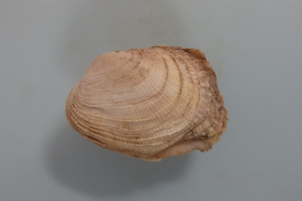 図鑑を作る（二枚貝編） - 2019年02月