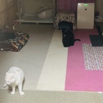 annex ニャンコのずっとのお家探し。