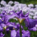 馬見丘陵公園の花菖蒲と紫陽花２０２６