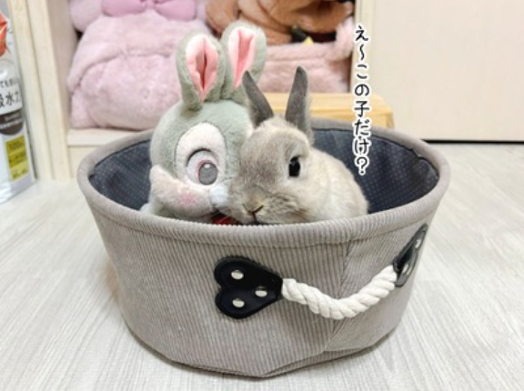 うさぎのルリ(12/22追記)