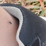 ﾌﾚﾝﾁﾌﾞﾙﾄﾞｯｸﾞまさお日記