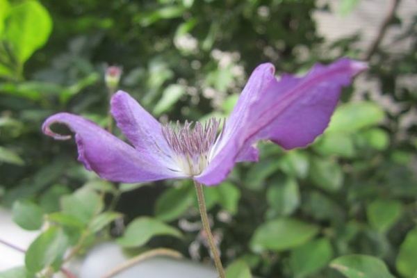 となりのにわ ビクター ヒューゴ