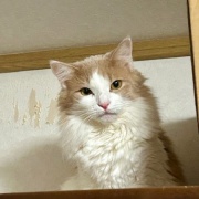 地震の翌日の猫たちの様子