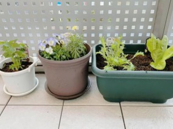 【謎】おじさん達、なぜか家庭菜園を始めてしまう・・・