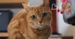 予定がないから猫とひと遊び♪