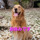 11月お休みのお知らせ