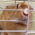 うさぎのモコちん
