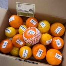 大磯町　ひじかたかんきつえん　柑橘つめあわせ