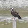 2025年10月9日の野鳥公園