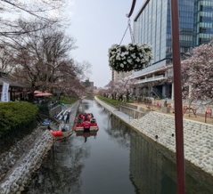 3月30日松川べりの桜は3分咲き、今はまだちょっと寂しいけど満開ももうすぐ🌸