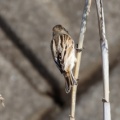 令和6(2024)年3月27日の鳥さん Vol.2　国分川で野鳥の観察･撮影  色々登場!!オオジュリンやアオジも登場!!