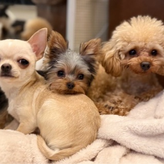 NPO法人ペット里親会