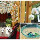 犬連れて 青葉園 クリアボール