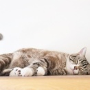 2026年(令和８年)２月　菊野台ヨガと整体のスケジュール