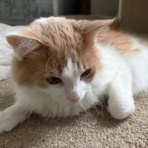 猫だらけ