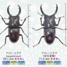 アローコクワガタ(magdeleinae) 飼育2023-2024&2025【飼育レコード獲得】