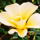 市川市観賞植物園へ①(2025年12月)