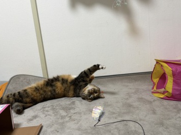 反って伸びる猫たち　20260617