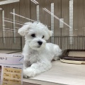 谷山のわんこたち🐶