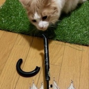 3匹を連れて獣医さんから帰る時に天気が急変