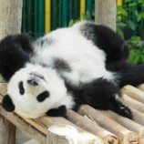 『クマ科パンダ』の画像