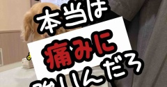 モコの再診。こいつはやっぱり嘘泣きや。