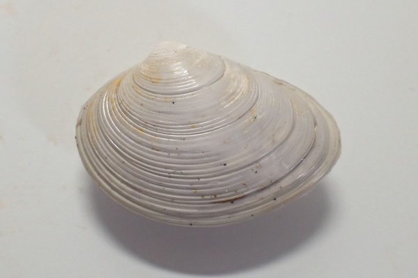 図鑑を作る（二枚貝編） - 2019年02月