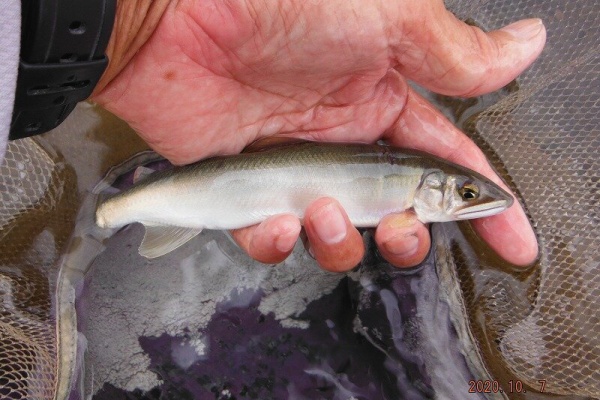 鮎地蔵のブログ ２０２０ 鮎友釣り