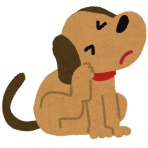 サクラの爪切りと耳毛カット