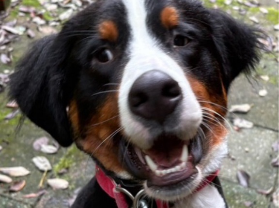 離婚で放棄、糞尿まみれだったバーニーズ一歳😱里親募集‼️