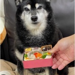 柴犬アトム🌈・黒柴アラレの日々是好日