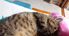 【猫との暮らし】吸い放題な猫【写真日記】