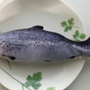 7年前に買ったおもちゃで遊ぶ2歳の猫