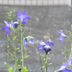 翔雲徒然日記