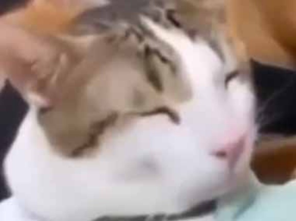 ネコが「ぬいぐるみ」を抱いていた。それを取り上げてみる → すると猫はこうなった…