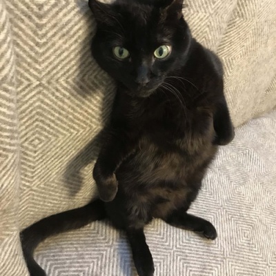 めちゃくちゃ大きい ねこ 続 いっくんのそれゆけ一球入魂 Powered By ライブドアブログ