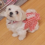 『よにちゃん、里親さん募集中です！』の画像