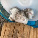 おひるね