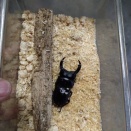 成虫飼育用マット